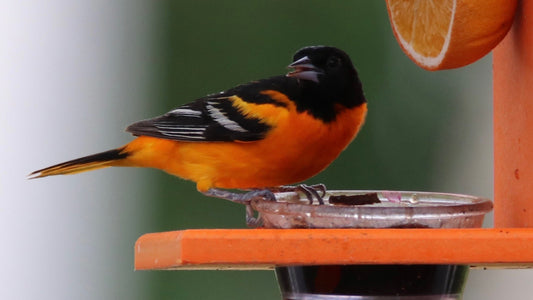 Gina’s Backyard Bird Restaurant