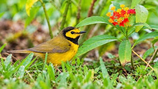 How to Attract More Birds During Fall Migration (Including Surprise Visitors!)