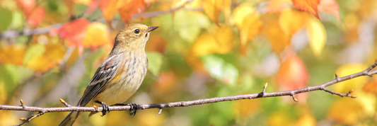 5 Fall Birds to Watch for in Your Backyard (Wherever You Live!)