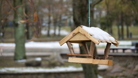 Why Aren’t Birds Visiting Your Feeders?