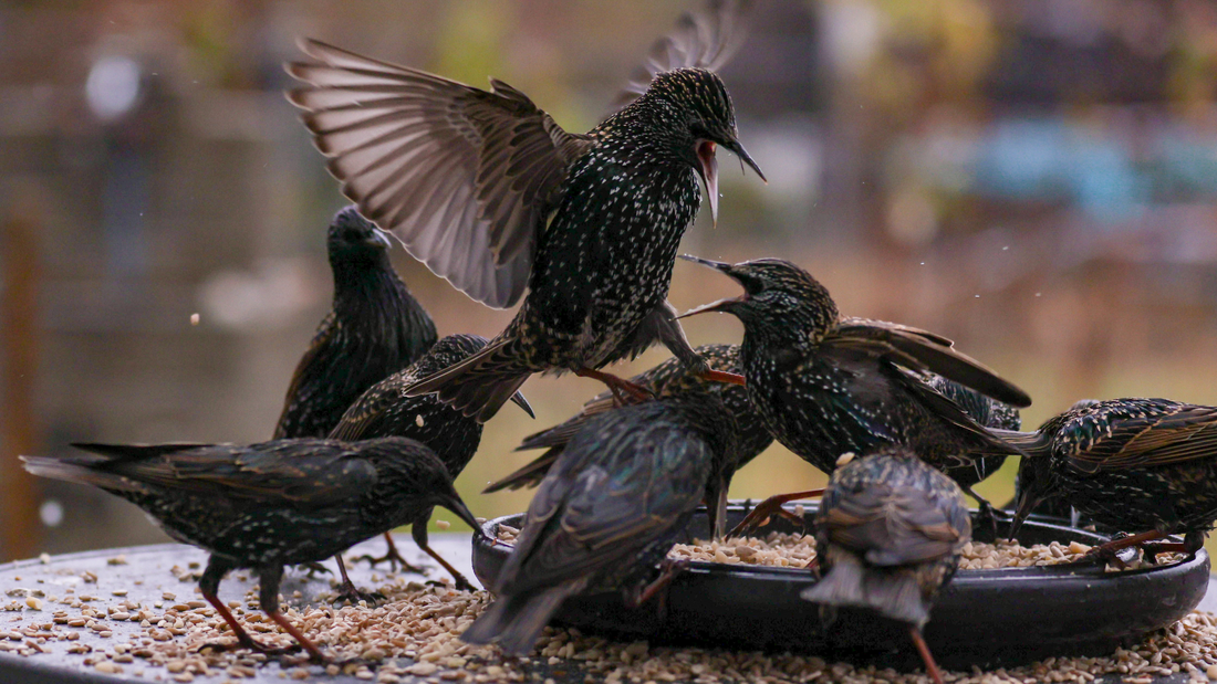 How to Keep Bully Birds Away from Your Feeder