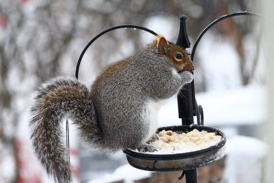 How to Keep Squirrels Off Bird Feeders
