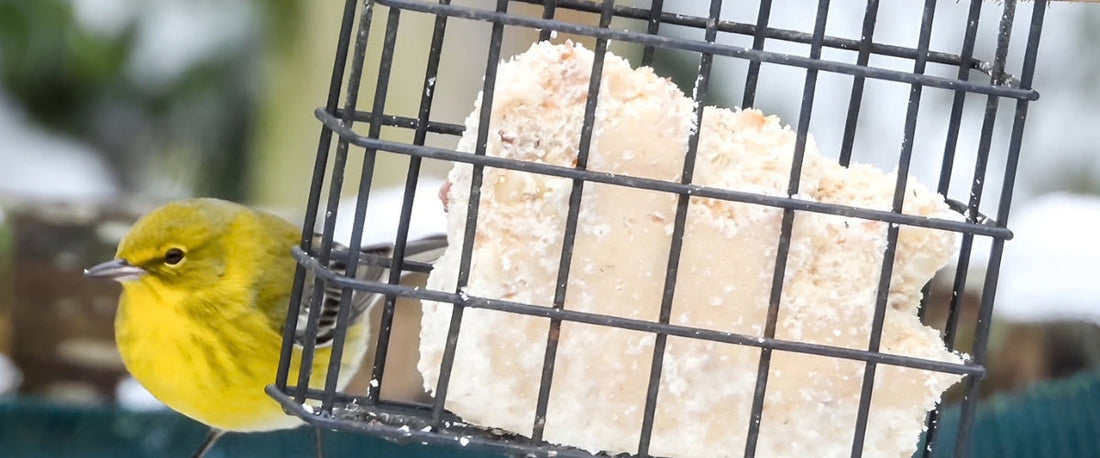 Why Fall Is a Great Time to Feed Suet to Backyard Birds