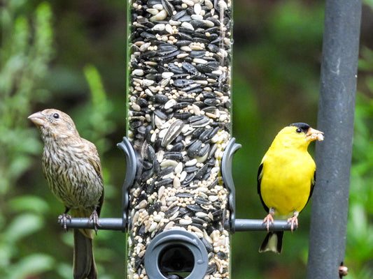 Spring Cleaning: Prep Your Feeders & Nest Boxes