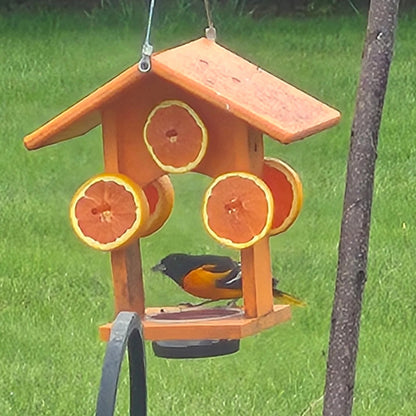 Customer submitted photo of a Baltimore Oriole on this orange oriole feeder with oranges and jelly with a green grassy background