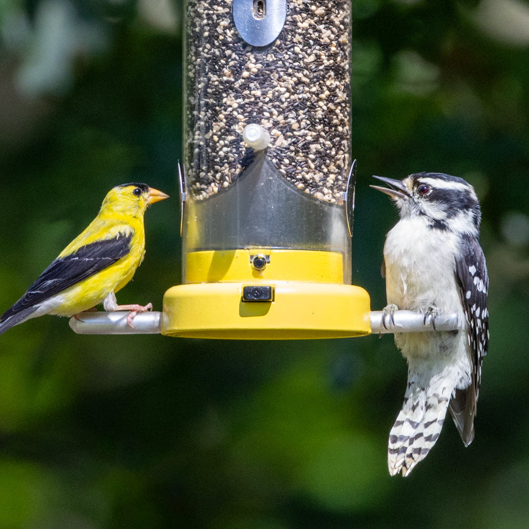 Two birds, one yellow goldfinch and one black and white downy woodpecker, perched on a bird feeder against a blurred green background.