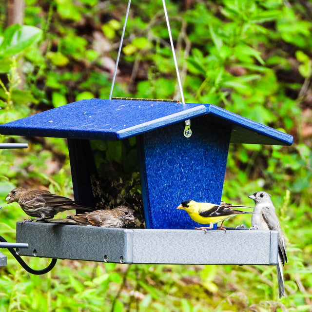 Birds perched on a blue bird feeder with a green leafy background