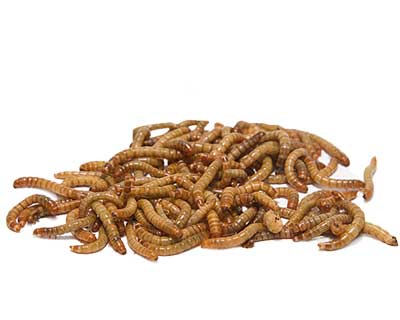 Pile of brown mealworms on a white background