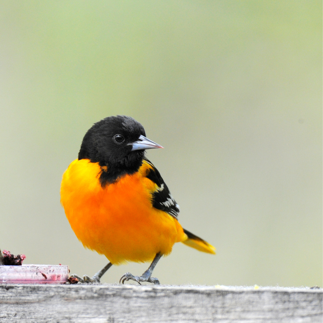 Oriole Feeder