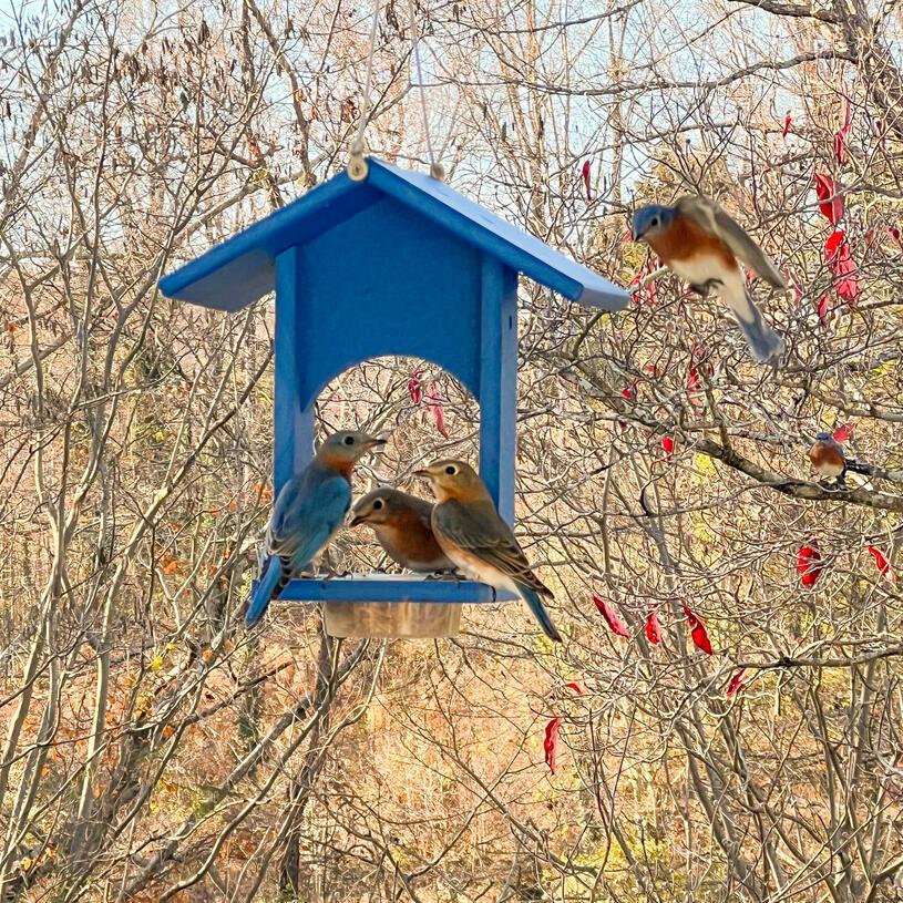 Bluebird Feeder