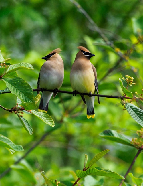 Seed Storage Pail – Happy Birdwatcher
