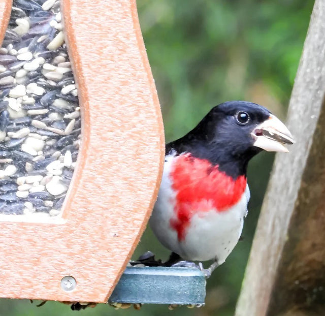 Birdseed Gift Subscription - Our Most Popular Gift