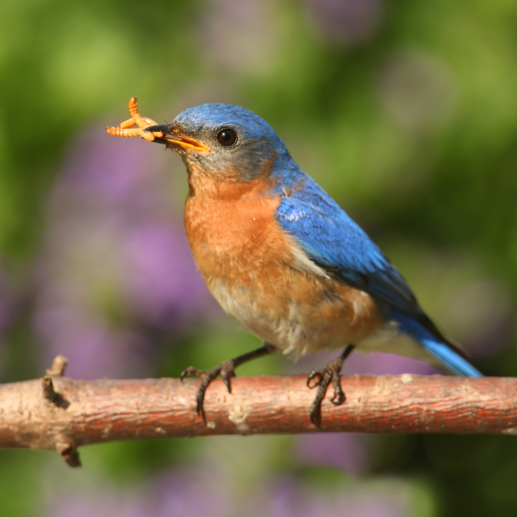 Bluebird Feeder