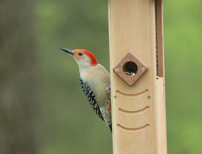 Woodpecker Screen Feeder w/Recycled Green Roof