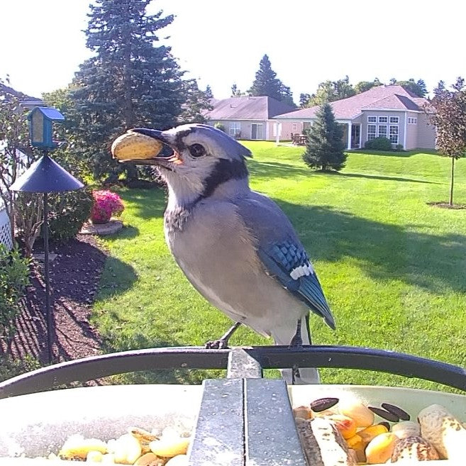 A blue jay perched on a bird feeder in a sunny backyard enjoying Corvid Supreme blend, holding a whole peanut in its beak.