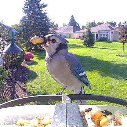 A blue jay perched on a bird feeder in a sunny backyard enjoying Corvid Supreme blend, holding a whole peanut in its beak.