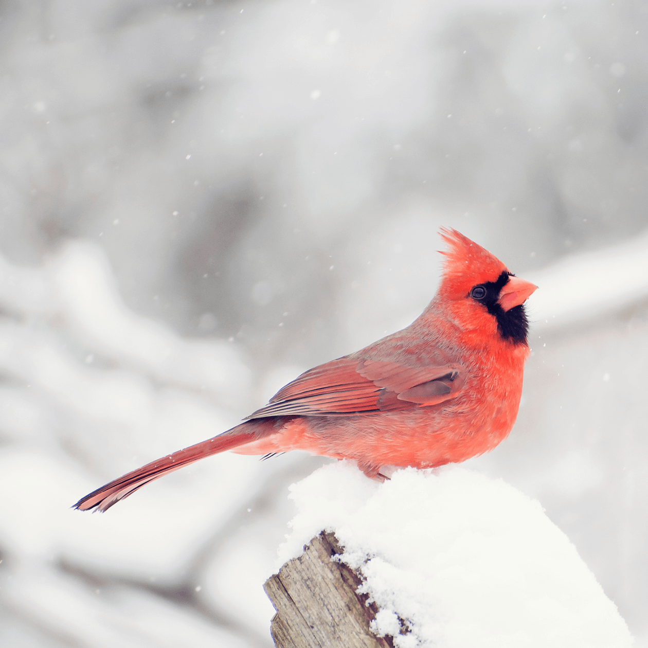 Red cardinal bird perched on a branch with a snowy background