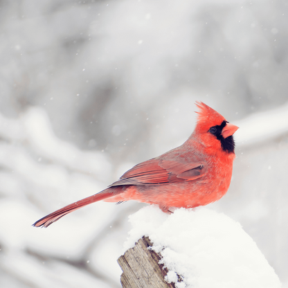 Red cardinal bird perched on a branch with a snowy background
