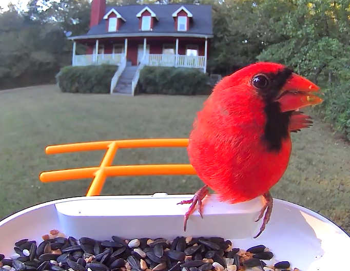 cardinal on feeder in front of red house in large front yard