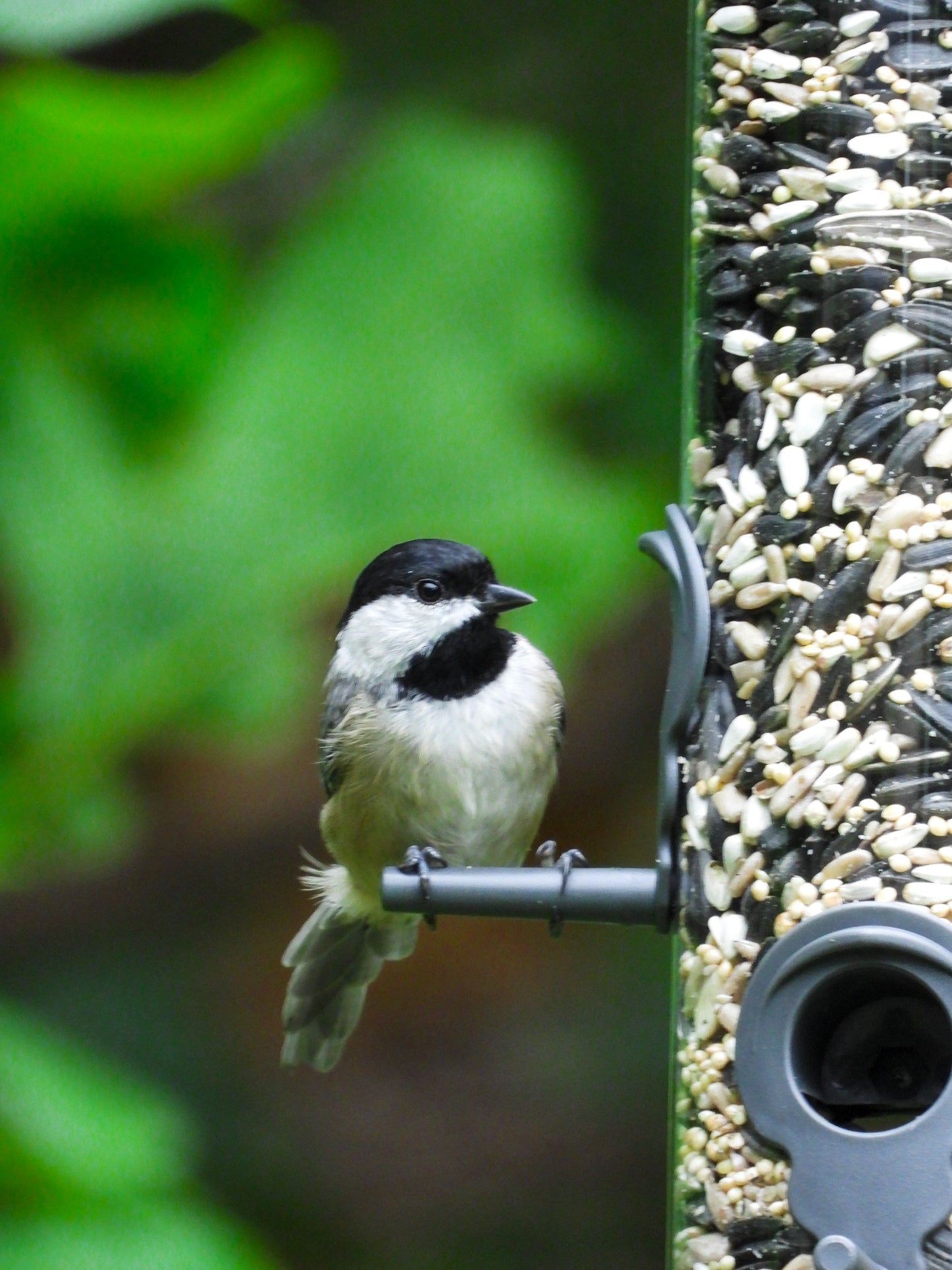 Starter HappySeed Box
