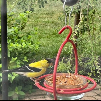 yellow goldfinch on feeder eating from glass cup on black shepherds hook in a backyard