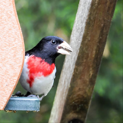 Bird with red and black chest perched on a bird feeder against a blurred green background
