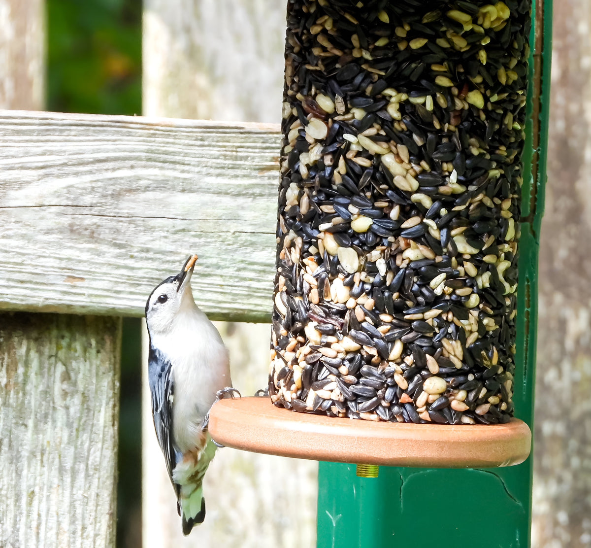 white-breasted nuthatch on seed cylinder