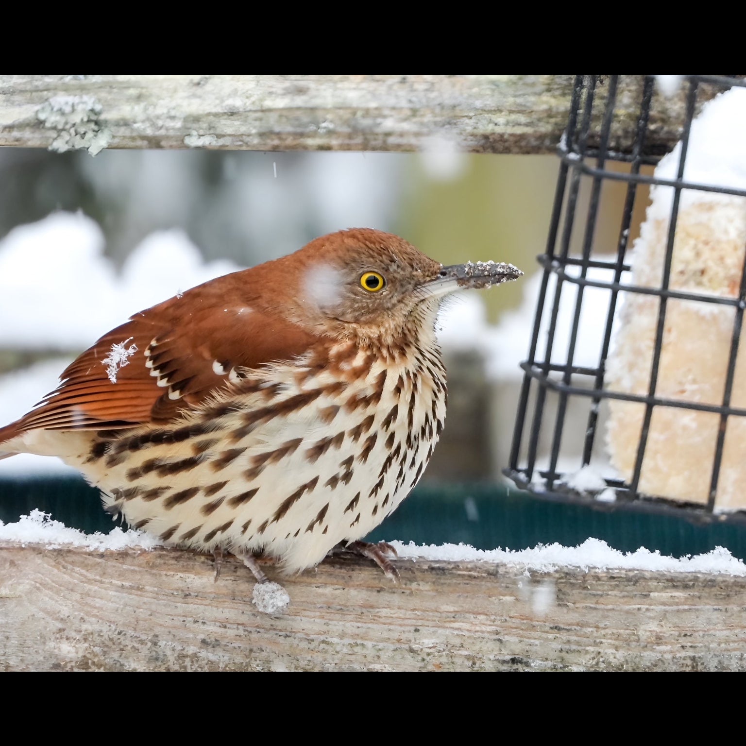 Brown thrasher bird on a snowy branch with a suet cage in the background