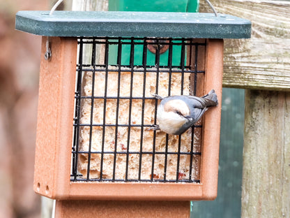 Bird perched on a bird feeder filled with seeds