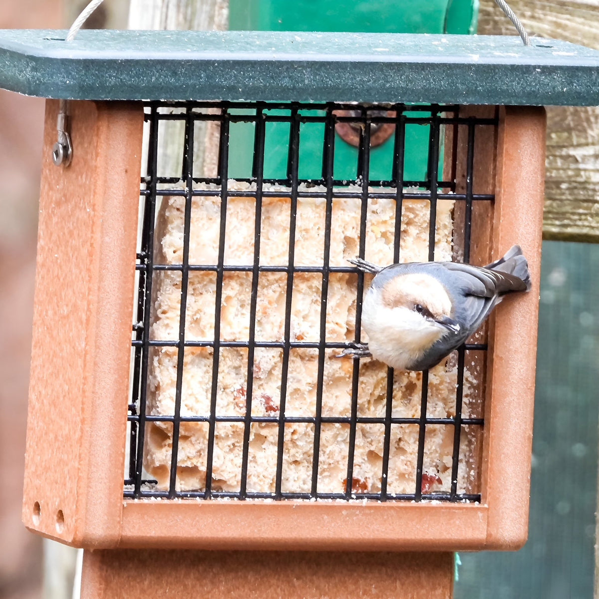 Bird perched on a bird feeder filled with suet