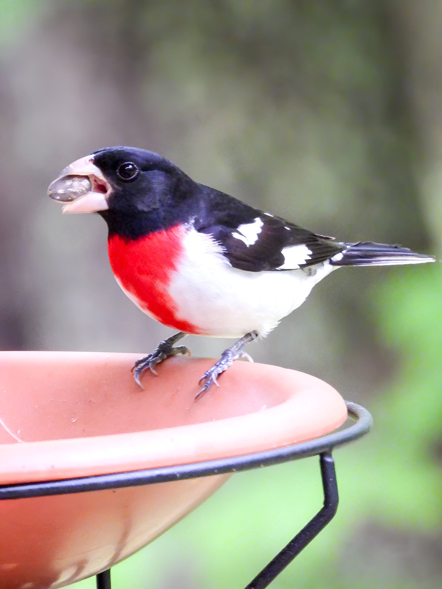 Rose-breasted Grosbeak perched on a bird feeder against a blurred green background