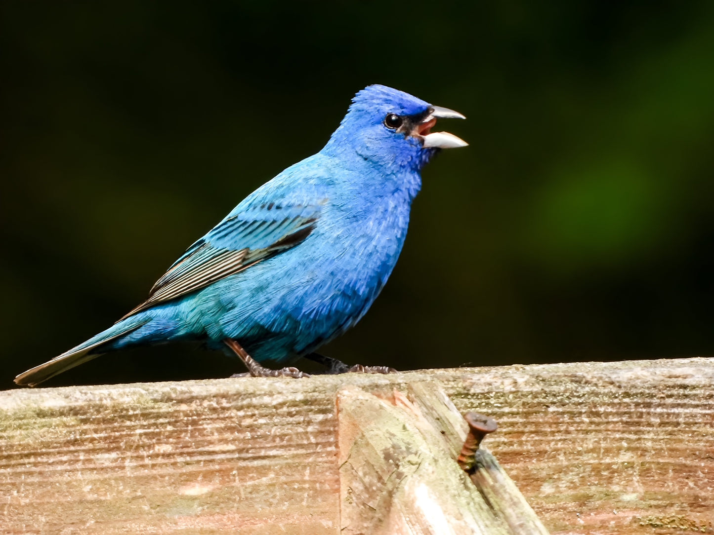 Indigo bunting perched on a wooden fence with a blurred green background