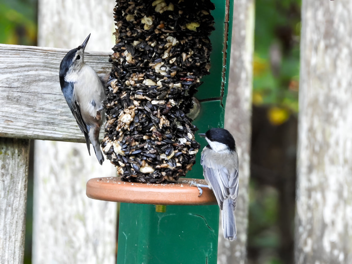 Two small birds perched on a green bird feeder filled with sunflower seeds, photographed outdoors against a blurred natural background.