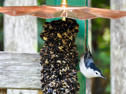 White-breasted nuthatch clinging to a seed cylinder beneath a rain guard.