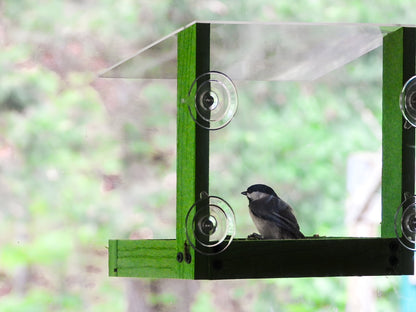 Bird perched on a green bird feeder mounted to a window with suction cups with a blurred natural background