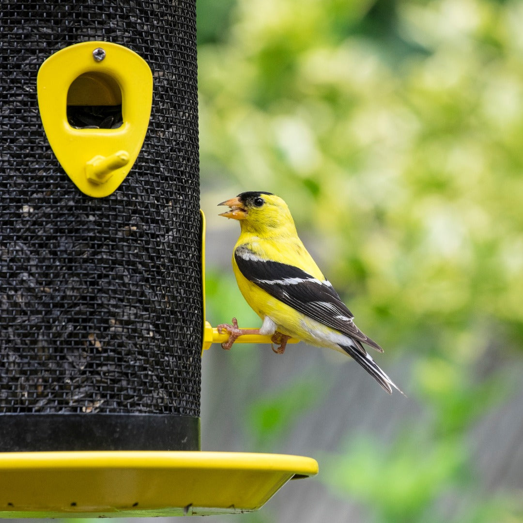 Birdseed Gift Subscription - Our Most Popular Gift