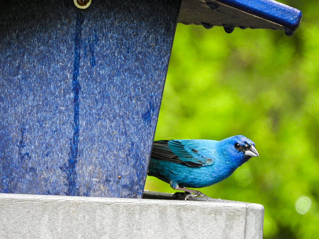 Birdseed Gift Subscription - Our Most Popular Gift