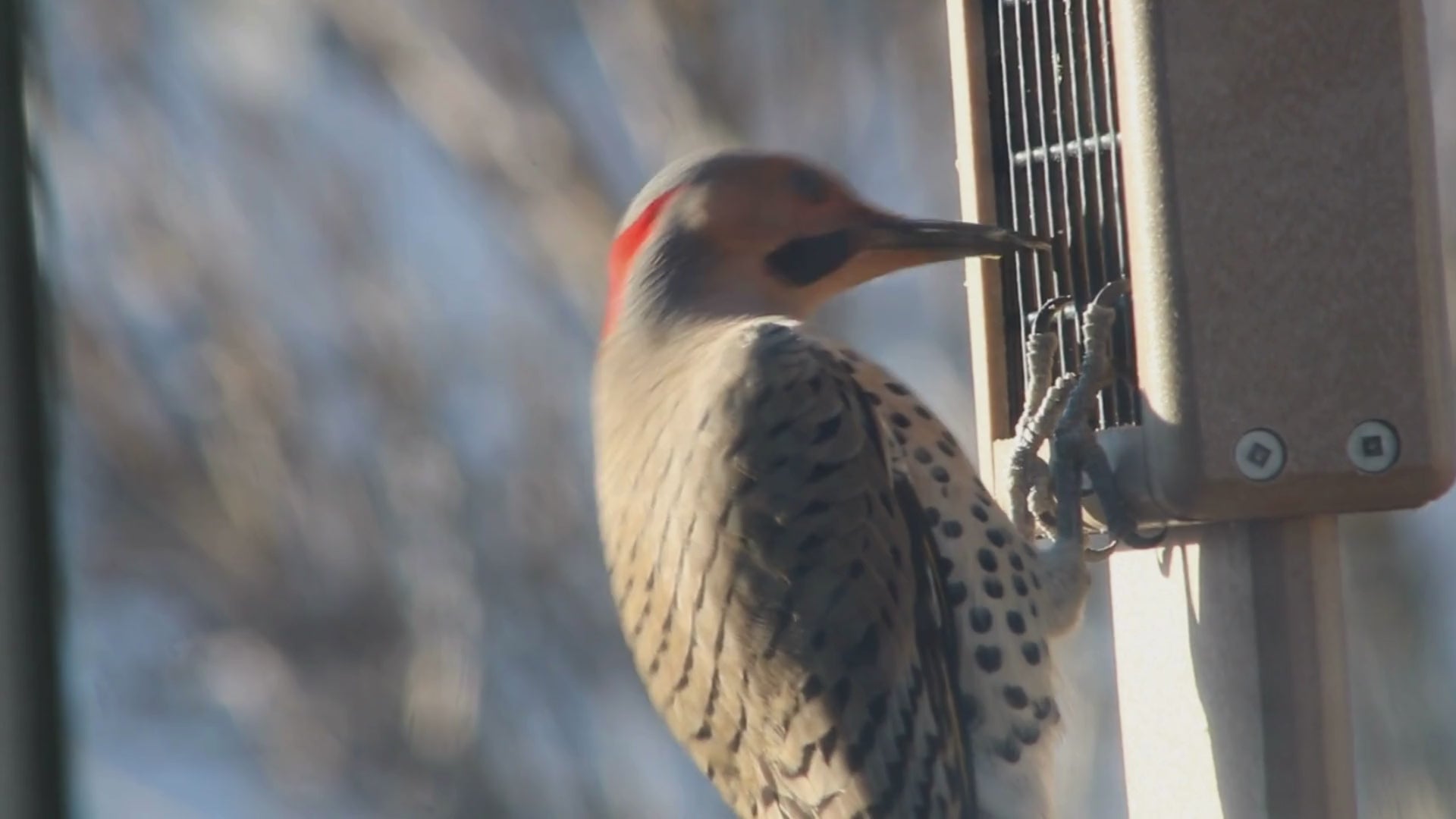 Northern Filcker eating suet from feeder