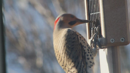 Northern Filcker eating suet from feeder