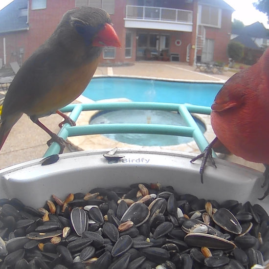 video of a male and female cardinal at feeder with home and pool in background