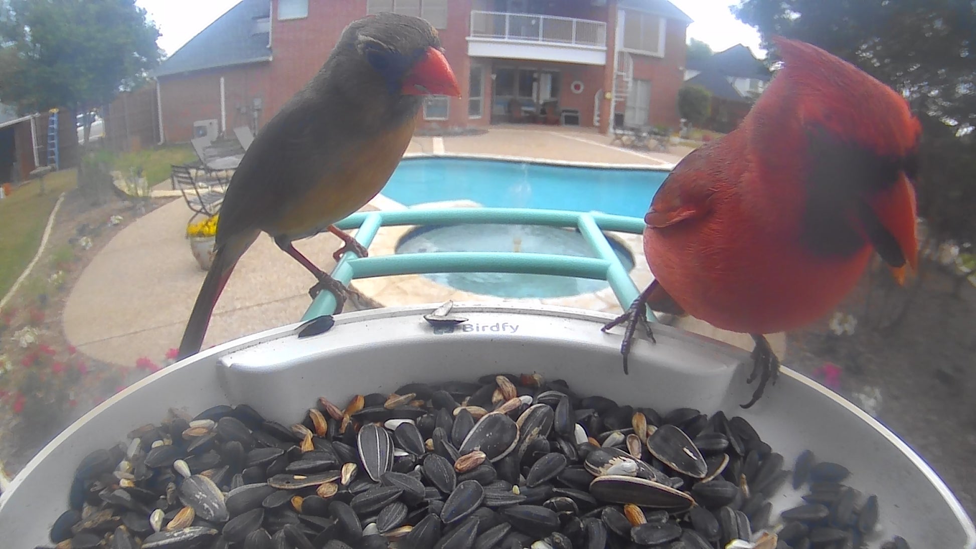 video of a male and female cardinal at feeder with home and pool in background