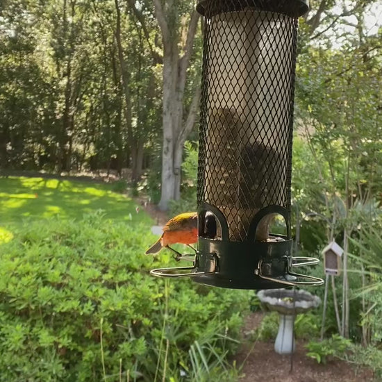 Painted Bunting on a tube feeder video