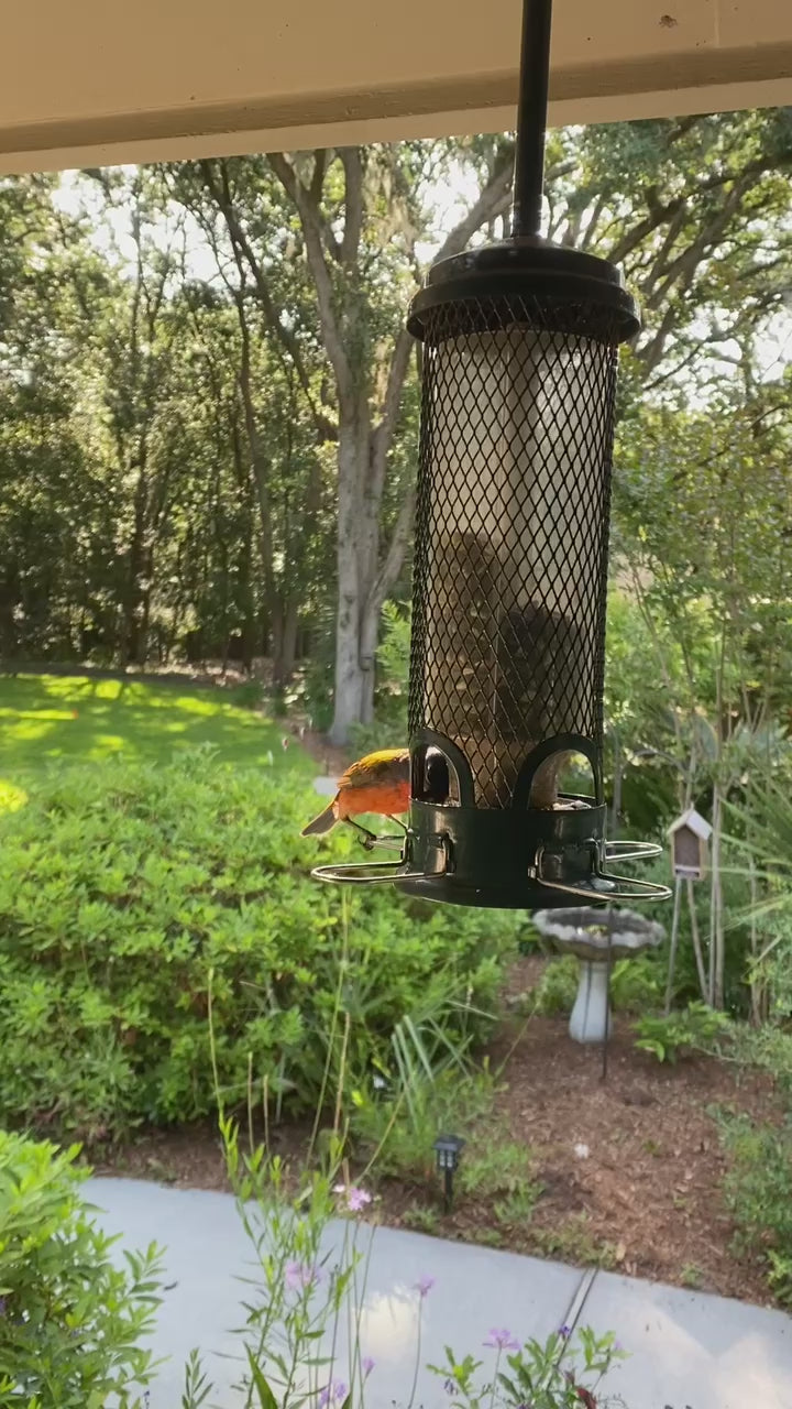 Painted Bunting on a tube feeder video
